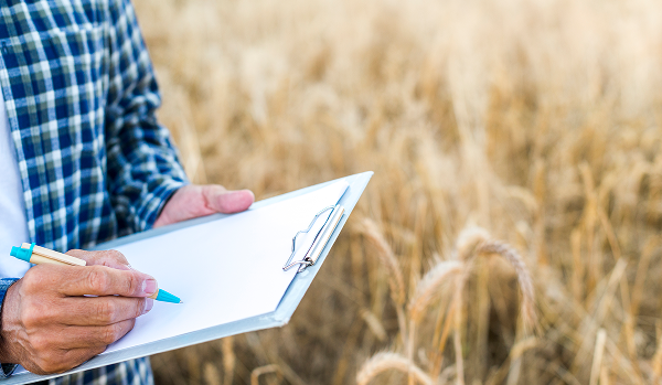 Denis Ternovsky analyzed forecasts for wheat production in 2025/2026