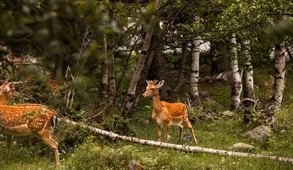 Maria Girich assessed the Ministry of Natural Resources' project to tighten control over nature reserves